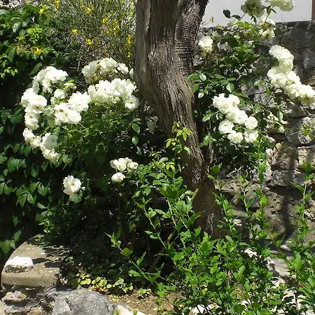 Casa Augusto Alojamento de Acomodação e Pequeno-almoço Capri